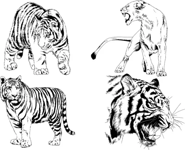 Conjunto Dibujos Vectoriales Sobre Tema Los Depredadores Tigres Dibujan Mano — Vector de stock