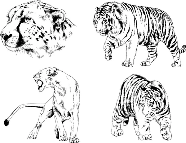 Conjunto Dibujos Vectoriales Sobre Tema Los Depredadores Tigres Dibujan Mano — Vector de stock