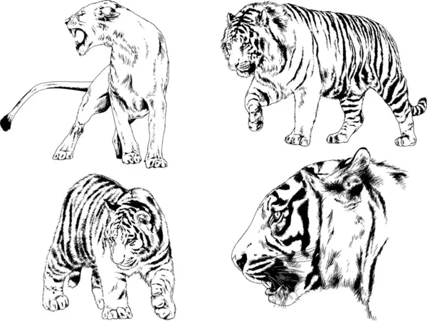 Serie Disegni Vettoriali Sul Tema Dei Predatori Tigri Sono Disegnati — Vettoriale Stock