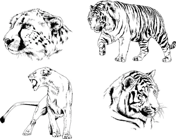 Set Vector Drawings Theme Predators Tigers Drawn Hand Ink Tattoo — Stock Vector