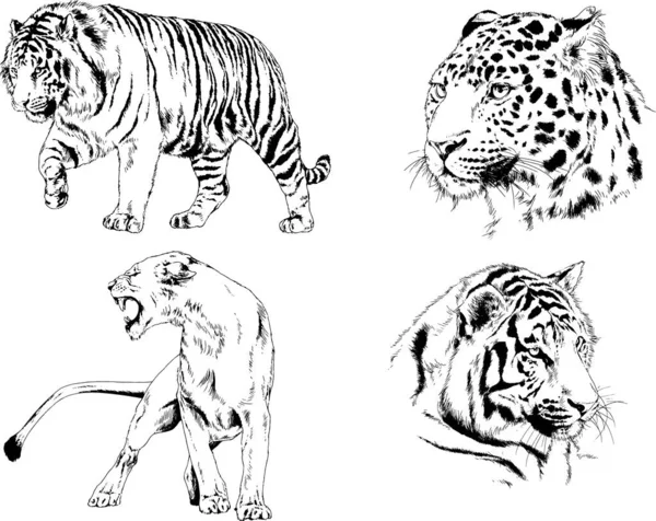 Set Vector Drawings Theme Predators Tigers Drawn Hand Ink Tattoo — Stock Vector