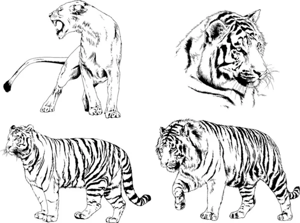 Set Vector Drawings Theme Predators Tigers Drawn Hand Ink Tattoo — Stock Vector