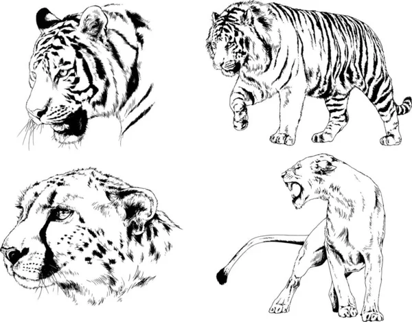 Set Vector Drawings Theme Predators Tigers Drawn Hand Ink Tattoo — Stock Vector