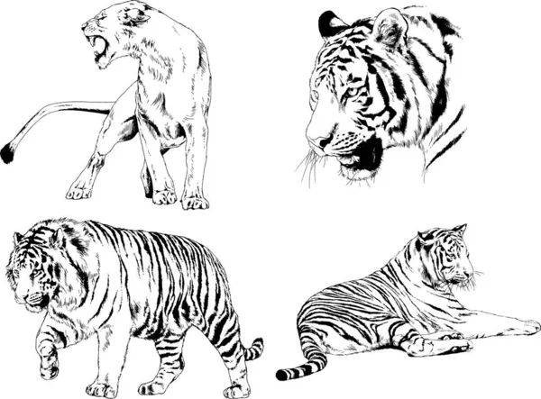 Serie Disegni Vettoriali Sul Tema Dei Predatori Tigri Sono Disegnati — Vettoriale Stock