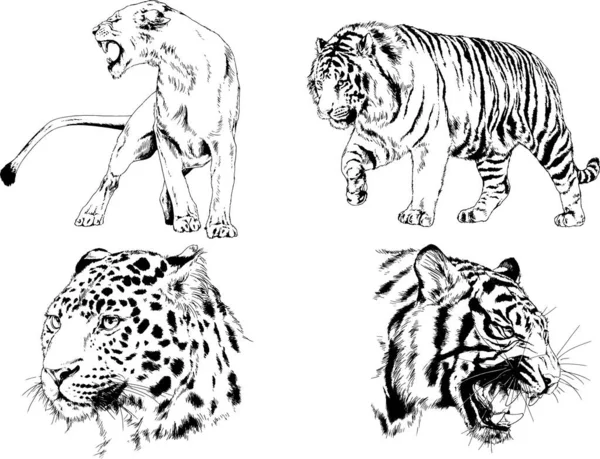 Set Vector Drawings Theme Predators Tigers Drawn Hand Ink Tattoo — Stock Vector