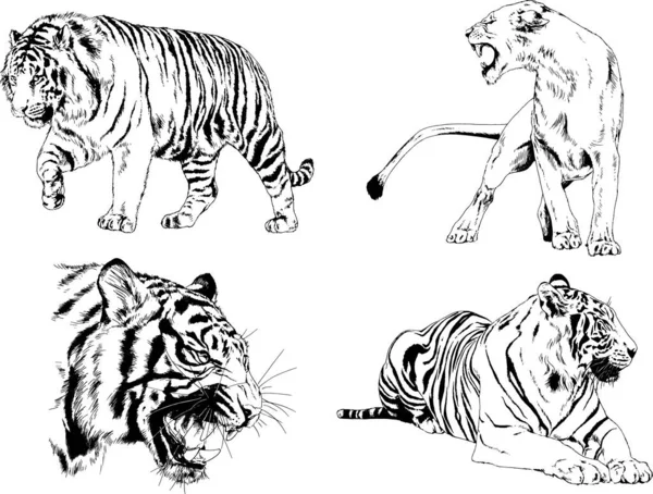 Conjunto Dibujos Vectoriales Sobre Tema Los Depredadores Tigres Dibujan Mano — Vector de stock