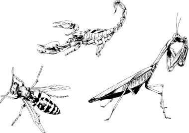 Vektör çizimleri farklı böcekler çizer. Akrepler, mürekkeple çizilen örümcekler, arka planı olmayan nesneler.