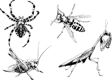 Vektör çizimleri farklı böcekler çizer. Akrepler, mürekkeple çizilen örümcekler, arka planı olmayan nesneler.