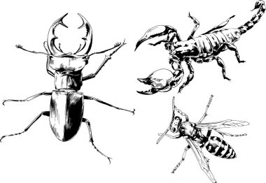 Vektör çizimleri farklı böcekler çizer. Akrepler, mürekkeple çizilen örümcekler, arka planı olmayan nesneler.