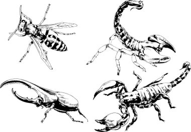 Vektör çizimleri farklı böcekler çizer. Akrepler, mürekkeple çizilen örümcekler, arka planı olmayan nesneler.