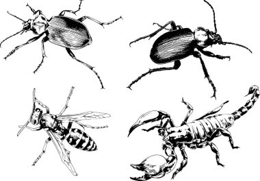 Vektör çizimleri farklı böcekler çizer. Akrepler, mürekkeple çizilen örümcekler, arka planı olmayan nesneler.