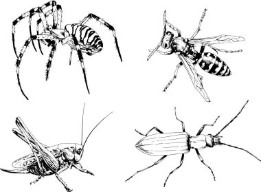 Vektör çizimleri farklı böcekler çizer. Akrepler, mürekkeple çizilen örümcekler, arka planı olmayan nesneler.