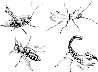 Vektör çizimleri farklı böcekler çizer. Akrepler, mürekkeple çizilen örümcekler, arka planı olmayan nesneler.