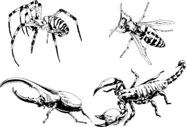 Vektör çizimleri farklı böcekler çizer. Akrepler, mürekkeple çizilen örümcekler, arka planı olmayan nesneler.