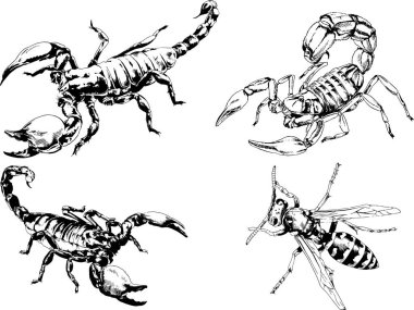 Vektör çizimleri farklı böcekler çizer. Akrepler, mürekkeple çizilen örümcekler, arka planı olmayan nesneler.