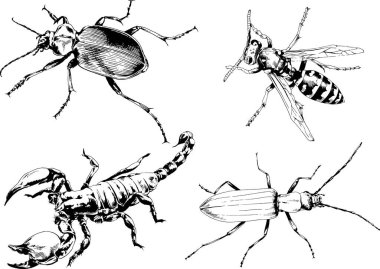 Vektör çizimleri farklı böcekler çizer. Akrepler, mürekkeple çizilen örümcekler, arka planı olmayan nesneler.