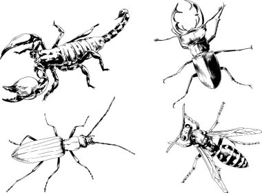 Vektör çizimleri farklı böcekler çizer. Akrepler, mürekkeple çizilen örümcekler, arka planı olmayan nesneler.