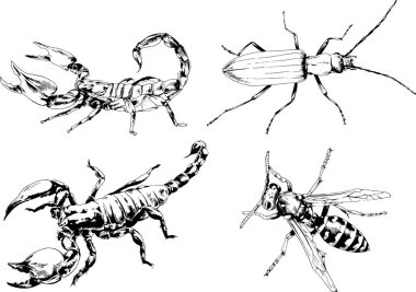 Vektör çizimleri farklı böcekler çizer. Akrepler, mürekkeple çizilen örümcekler, arka planı olmayan nesneler.