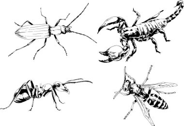 Vektör çizimleri farklı böcekler çizer. Akrepler, mürekkeple çizilen örümcekler, arka planı olmayan nesneler.