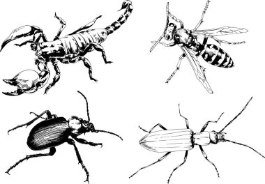 Vektör çizimleri farklı böcekler çizer. Akrepler, mürekkeple çizilen örümcekler, arka planı olmayan nesneler.