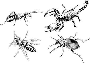 Vektör çizimleri farklı böcekler çizer. Akrepler, mürekkeple çizilen örümcekler, arka planı olmayan nesneler.