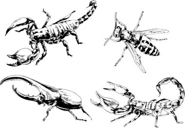 Vektör çizimleri farklı böcekler çizer. Akrepler, mürekkeple çizilen örümcekler, arka planı olmayan nesneler.