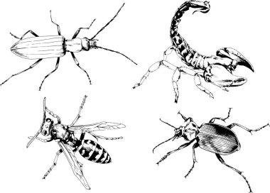 Vektör çizimleri farklı böcekler çizer. Akrepler, mürekkeple çizilen örümcekler, arka planı olmayan nesneler.