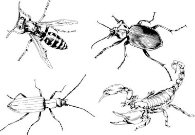 Vektör çizimleri farklı böcekler çizer. Akrepler, mürekkeple çizilen örümcekler, arka planı olmayan nesneler.