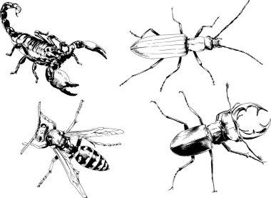 Vektör çizimleri farklı böcekler çizer. Akrepler, mürekkeple çizilen örümcekler, arka planı olmayan nesneler.