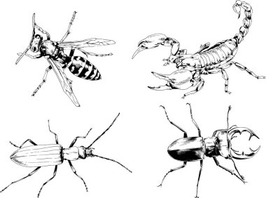 Vektör çizimleri farklı böcekler çizer. Akrepler, mürekkeple çizilen örümcekler, arka planı olmayan nesneler.
