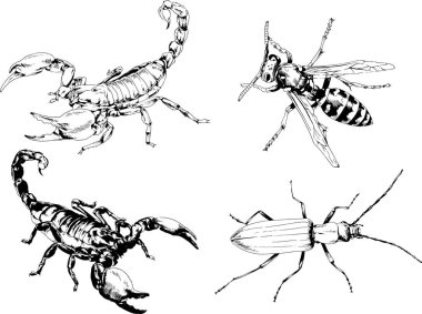 Vektör çizimleri farklı böcekler çizer. Akrepler, mürekkeple çizilen örümcekler, arka planı olmayan nesneler.