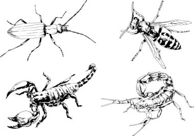 Vektör çizimleri farklı böcekler çizer. Akrepler, mürekkeple çizilen örümcekler, arka planı olmayan nesneler.