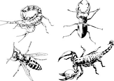 Vektör çizimleri farklı böcekler çizer. Akrepler, mürekkeple çizilen örümcekler, arka planı olmayan nesneler.