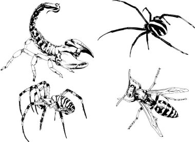 Vektör çizimleri farklı böcekler çizer. Akrepler, mürekkeple çizilen örümcekler, arka planı olmayan nesneler.
