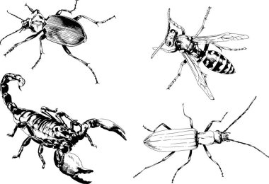 Vektör çizimleri farklı böcekler çizer. Akrepler, mürekkeple çizilen örümcekler, arka planı olmayan nesneler.