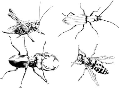Vektör çizimleri farklı böcekler çizer. Akrepler, mürekkeple çizilen örümcekler, arka planı olmayan nesneler.