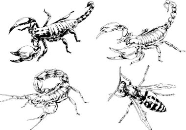 Vektör çizimleri farklı böcekler çizer. Akrepler, mürekkeple çizilen örümcekler, arka planı olmayan nesneler.