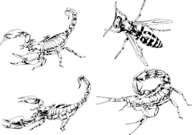 Vektör çizimleri farklı böcekler çizer. Akrepler, mürekkeple çizilen örümcekler, arka planı olmayan nesneler.