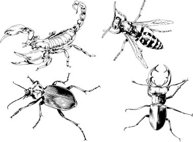 Vektör çizimleri farklı böcekler çizer. Akrepler, mürekkeple çizilen örümcekler, arka planı olmayan nesneler.