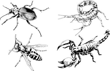 Vektör çizimleri farklı böcekler çizer. Akrepler, mürekkeple çizilen örümcekler, arka planı olmayan nesneler.