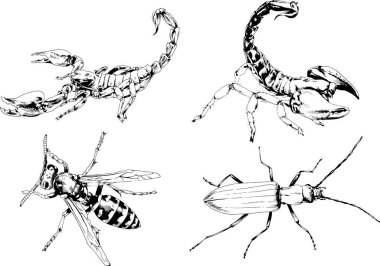 Vektör çizimleri farklı böcekler çizer. Akrepler, mürekkeple çizilen örümcekler, arka planı olmayan nesneler.
