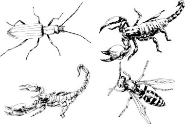 Vektör çizimleri farklı böcekler çizer. Akrepler, mürekkeple çizilen örümcekler, arka planı olmayan nesneler.