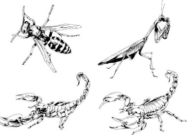 Vektör çizimleri farklı böcekler çizer. Akrepler, mürekkeple çizilen örümcekler, arka planı olmayan nesneler.