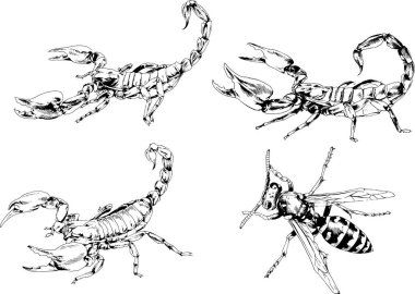 Vektör çizimleri farklı böcekler çizer. Akrepler, mürekkeple çizilen örümcekler, arka planı olmayan nesneler.
