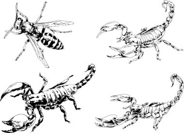 Vektör çizimleri farklı böcekler çizer. Akrepler, mürekkeple çizilen örümcekler, arka planı olmayan nesneler.