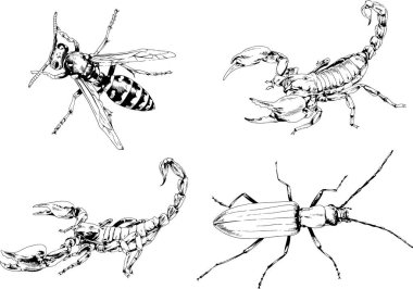 Vektör çizimleri farklı böcekler çizer. Akrepler, mürekkeple çizilen örümcekler, arka planı olmayan nesneler.