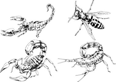 Vektör çizimleri farklı böcekler çizer. Akrepler, mürekkeple çizilen örümcekler, arka planı olmayan nesneler.