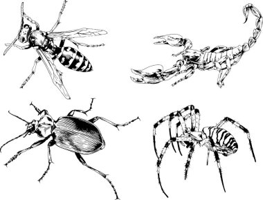 Vektör çizimleri farklı böcekler çizer. Akrepler, mürekkeple çizilen örümcekler, arka planı olmayan nesneler.