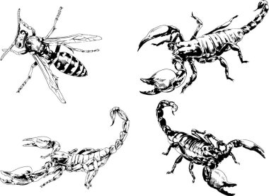 Vektör çizimleri farklı böcekler çizer. Akrepler, mürekkeple çizilen örümcekler, arka planı olmayan nesneler.