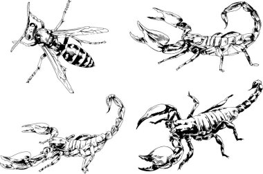 Vektör çizimleri farklı böcekler çizer. Akrepler, mürekkeple çizilen örümcekler, arka planı olmayan nesneler.